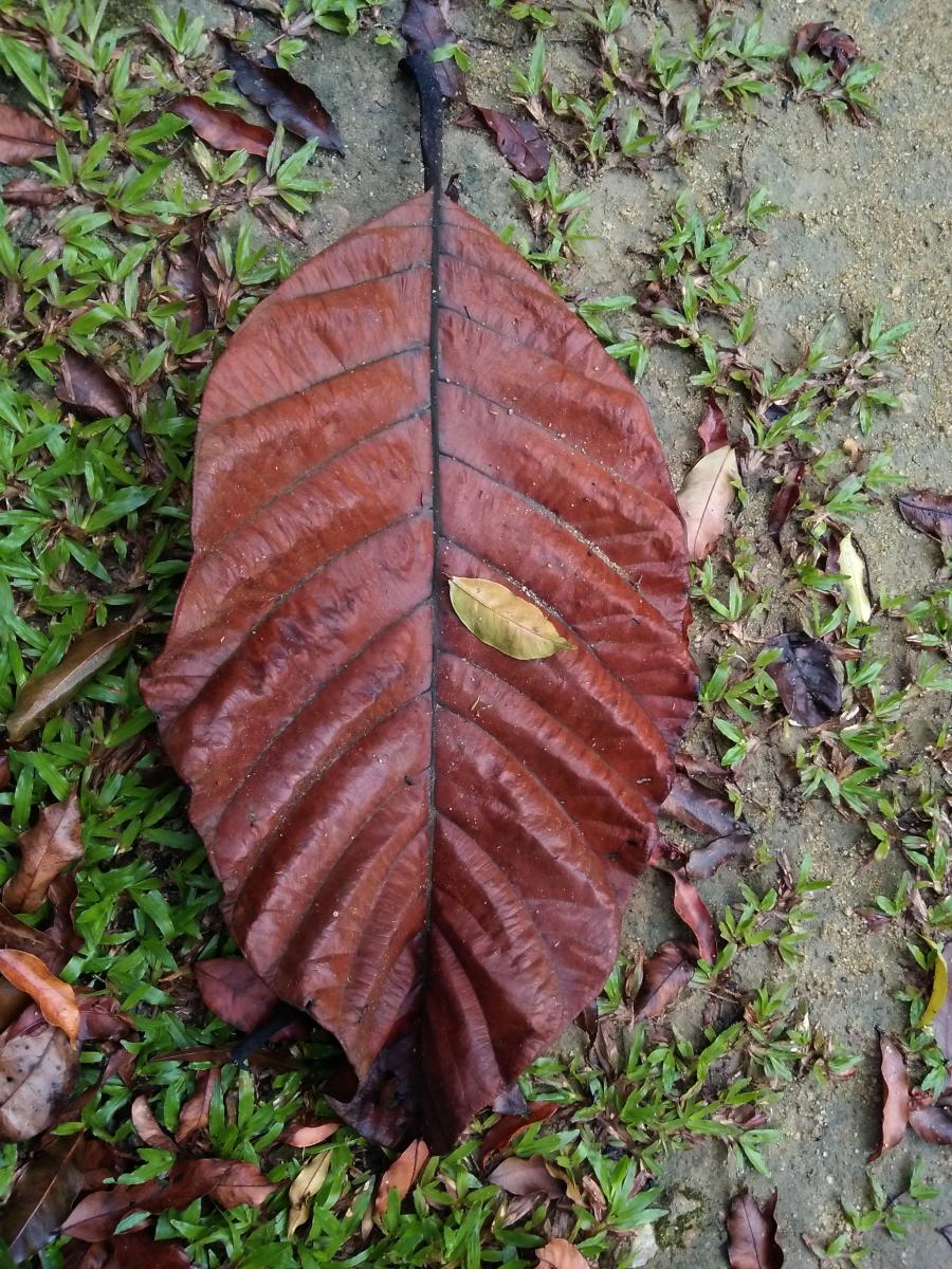 210- Giant Tree Leaf 